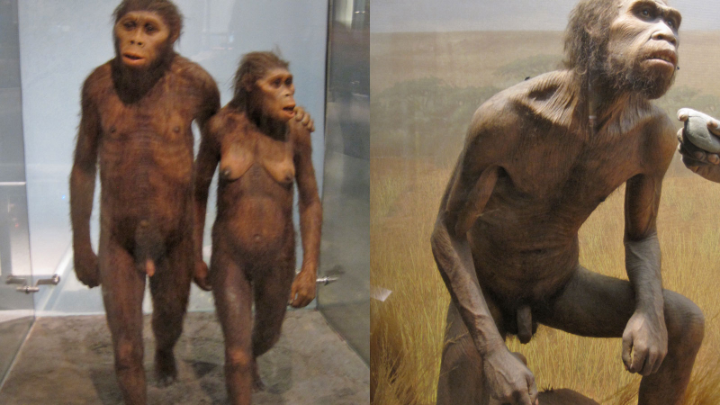 Illustration for article titled Here's Every Single Penis in the American Museum of Natural History